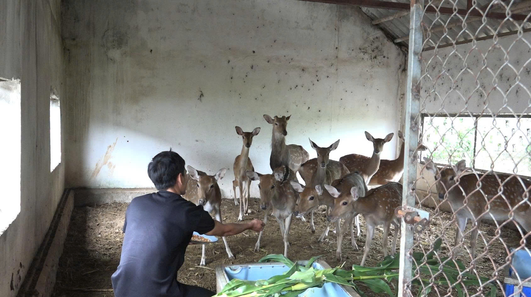 Chăm sóc hươu sao tại trang trại của anh Bình Chăm sóc hươu sao tại trang trại của anh Bình