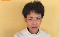 Phát Hiện Đặc Biệt: Cá Heo Dùng Vỏ Ốc Làm Công Cụ Bẫy Mồi