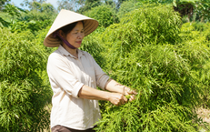Những Thời Điểm Cần Tránh Uống Trà Xanh Khi Đã Trên 50 Tuổi