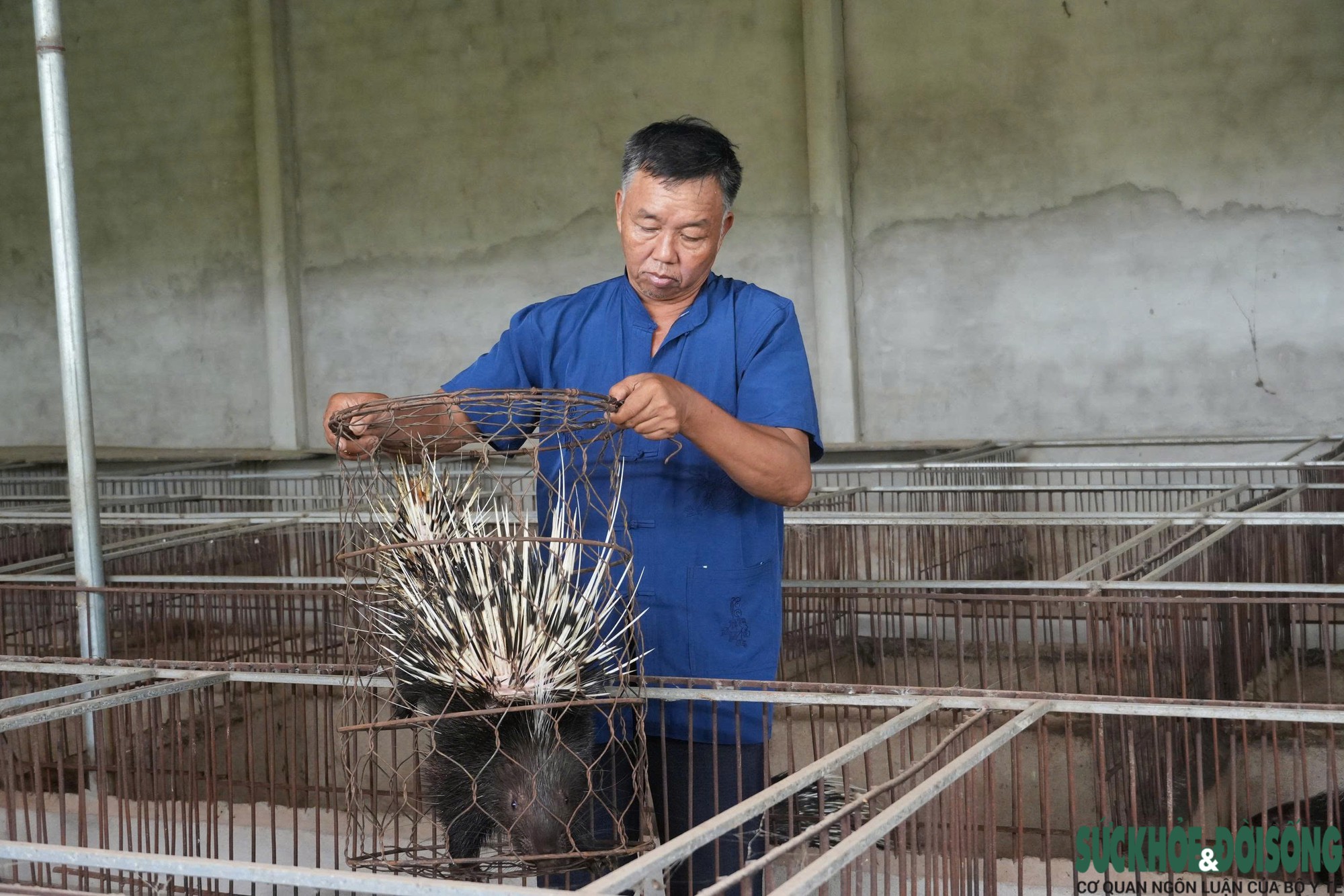 Đàn nhím sinh sản