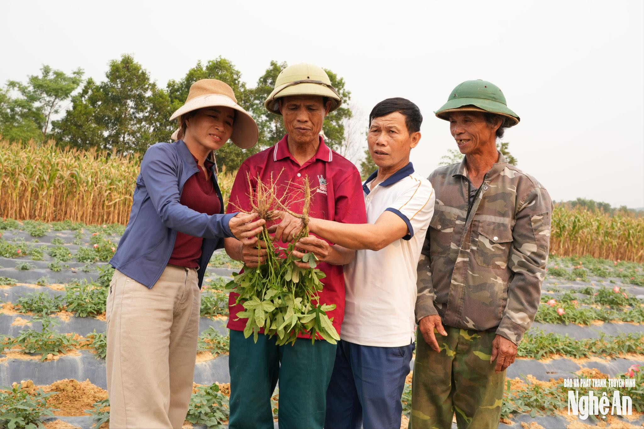 Nghệ An Đẩy Mạnh Phát Triển Ngành Dược Liệu Bền Vững