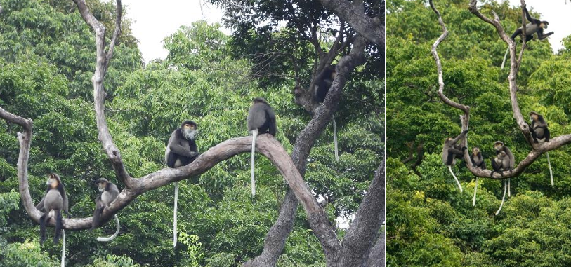 Khám Phá Động Vật Quý Hiếm Tại Rừng Khánh Hòa - Ảnh 2.