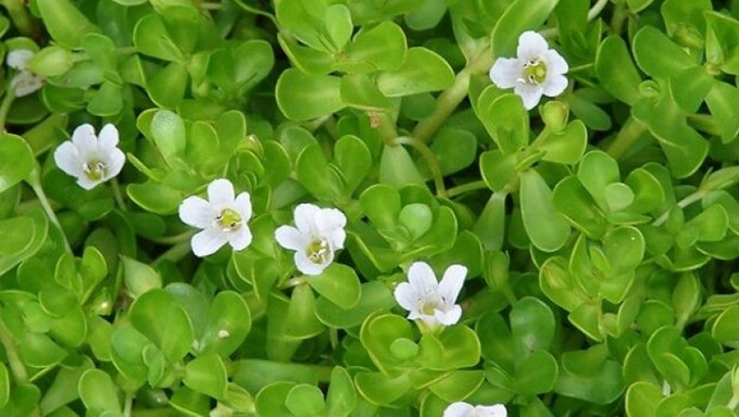 Khám Phá Tác Dụng Của Rau Đắng Biển Trong Việc Tăng Cường Trí Nhớ