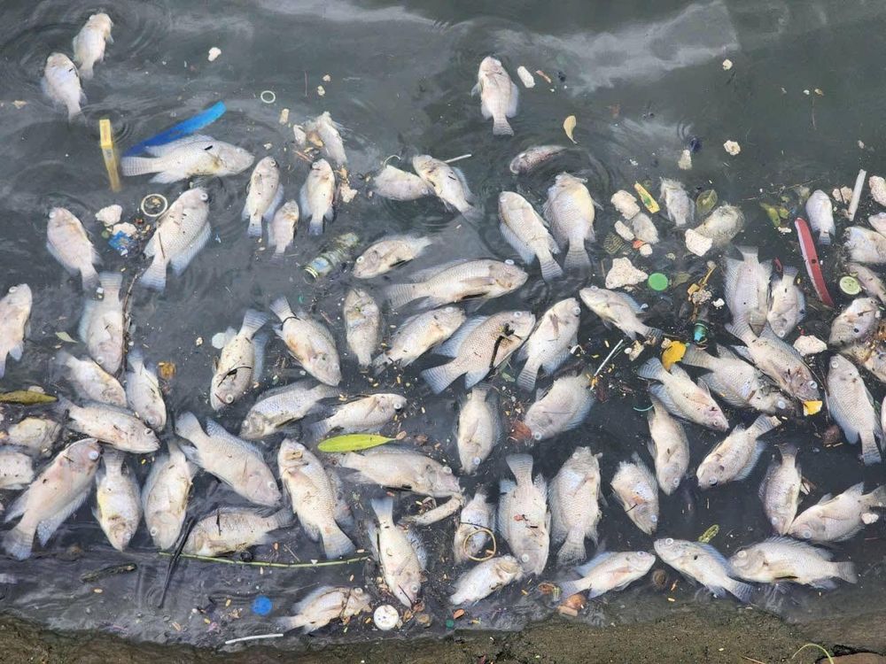 Hiện Tượng Cá Chết Hàng Loạt Tại Hồ Bồng Sơn: Nguyên Nhân Và Giải Pháp